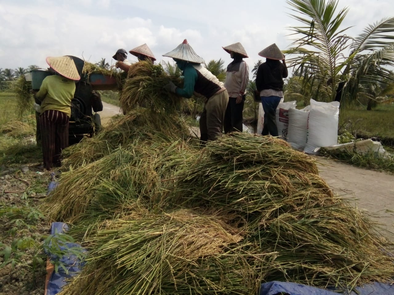 Panen Padi di Kelompok Pekka Mawar